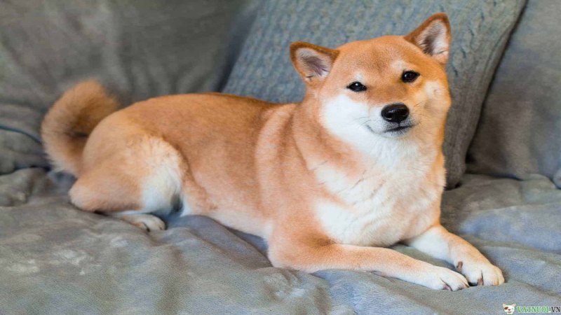 Tìm hiểu về lô đề con chó số mấy