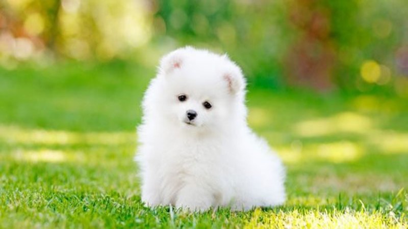 Giải mã giấc mơ thấy chó con